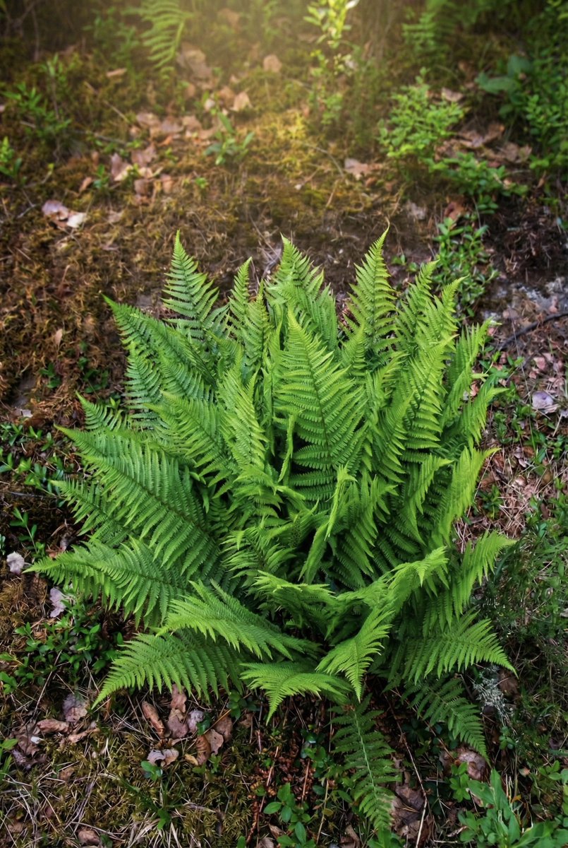 Fotoğrafta gördüğünüz bu heybetli bitki, doğada nemli ve gölgeli orman altlarının vazgeçilmezi olan Erkek Eğrelti Otudur (bilimsel adıyla Dryopteris filix-mas). 

Ona "erkek" denmesinin sebebi biyolojik bir cinsiyet değil; yapraklarının diğer narin türlere kıyasla çok daha güçlü,
