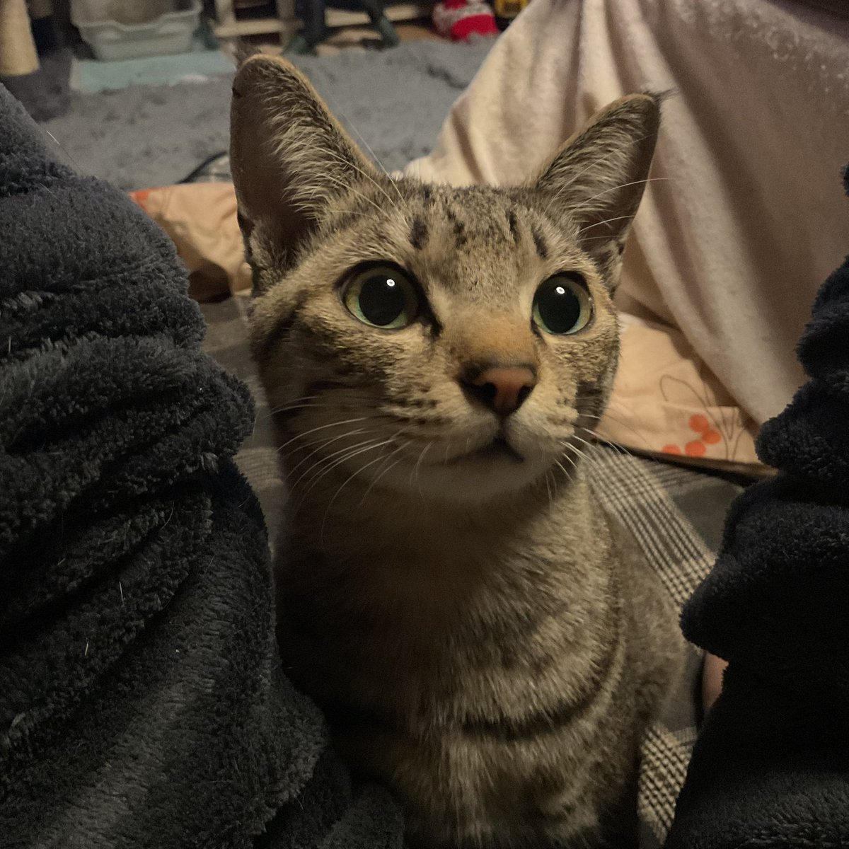 retrobaragit's tweet image. もう1歳半なんだが何やら仔猫の様なチビタンク😆
成長が遅いんだろうか…  バクバク食ってるし何でも食うんだがな🤔
まぁカワイイからいいか(ジジバカ猫爺談)🤣

おニャすみバハハイ🐏💤
#ネコ  #キジトラ  #猫爺  #お腹のボチボチ模様