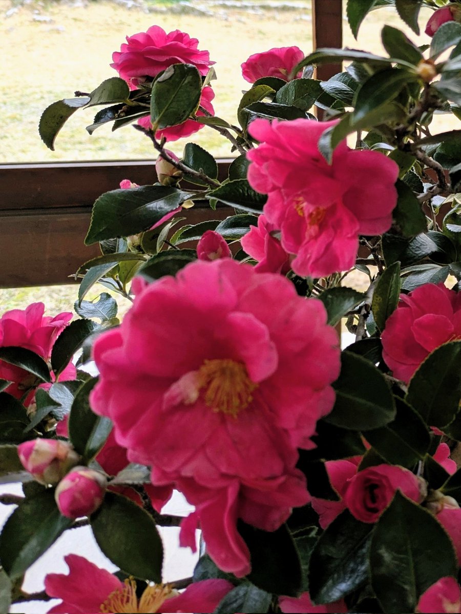 GNN_Tama's tweet image. 菅原りこ☆RICOさん、お誕生日おめでとうございます。🎂🍒⚡💖🍀🎉
歌と舞台での一層のご活躍に期待しています。
#菅原りこ
#RICO
#菅原りこ誕生祭
#菅原りこ生誕祭2025
#りったんThanksFlowerDay2025