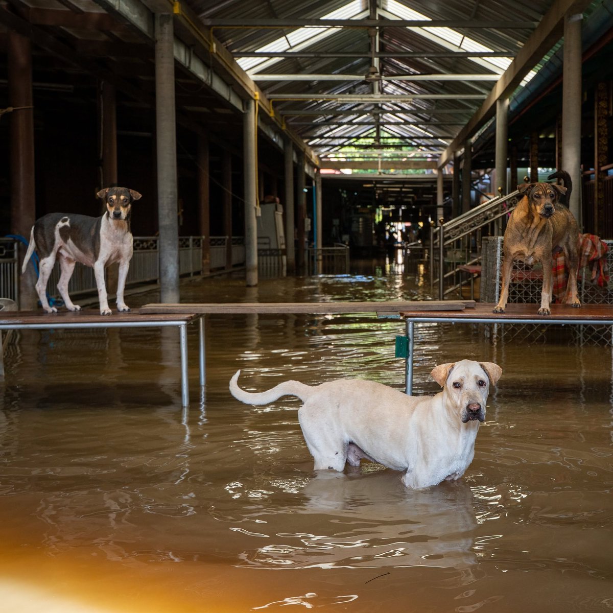 soidogthailand's tweet photo. หากขาดความช่วยเหลือจากคุณ พวกเขาก็ไม่เหลือใคร... การช่วยเหลือสุนัขและแมวในเหตุการณ์น้ำท่วมคือหนึ่งในภารกิจที่ซอยด๊อกทำมาอย่างต่อเนื่อง แต่ภารกิจที่สำคัญนี้จะไม่อาจเกิดขึ้นได้ หากปราศจากน้ำใจของทุกท่าน  ที่จะทำให้เราสามารถช่วยเหลือสุนัขและแมวในพื้นที่ประสบภัยได้อย่างรวดเร็ว https://t.co/87DQ90X6NV