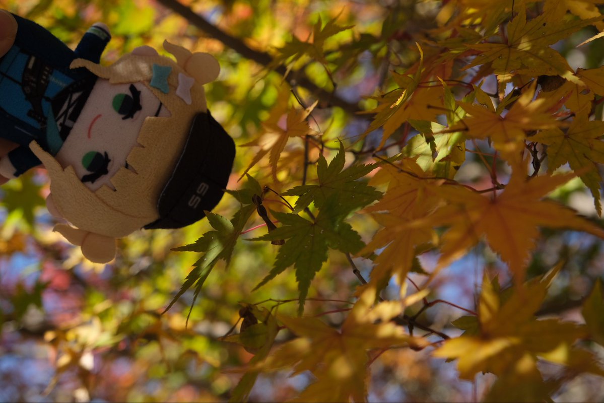 HU2434's tweet image. 【Idios &amp;amp; 緑さんとお肉・紅葉満喫旅 in三重県】 その4
途中下車した家城(いえき)駅周辺にある、「家城ライン」と呼ばれる紅葉のスポット。
紅葉が面白いのは、赤、橙、黄、緑、紫と様々な色のショーが同時に繰り広げられる点。
#しーちゃんみてみてっ
#つぶやきろこ
#石神のぞいて
#緑仙はやく見ろ