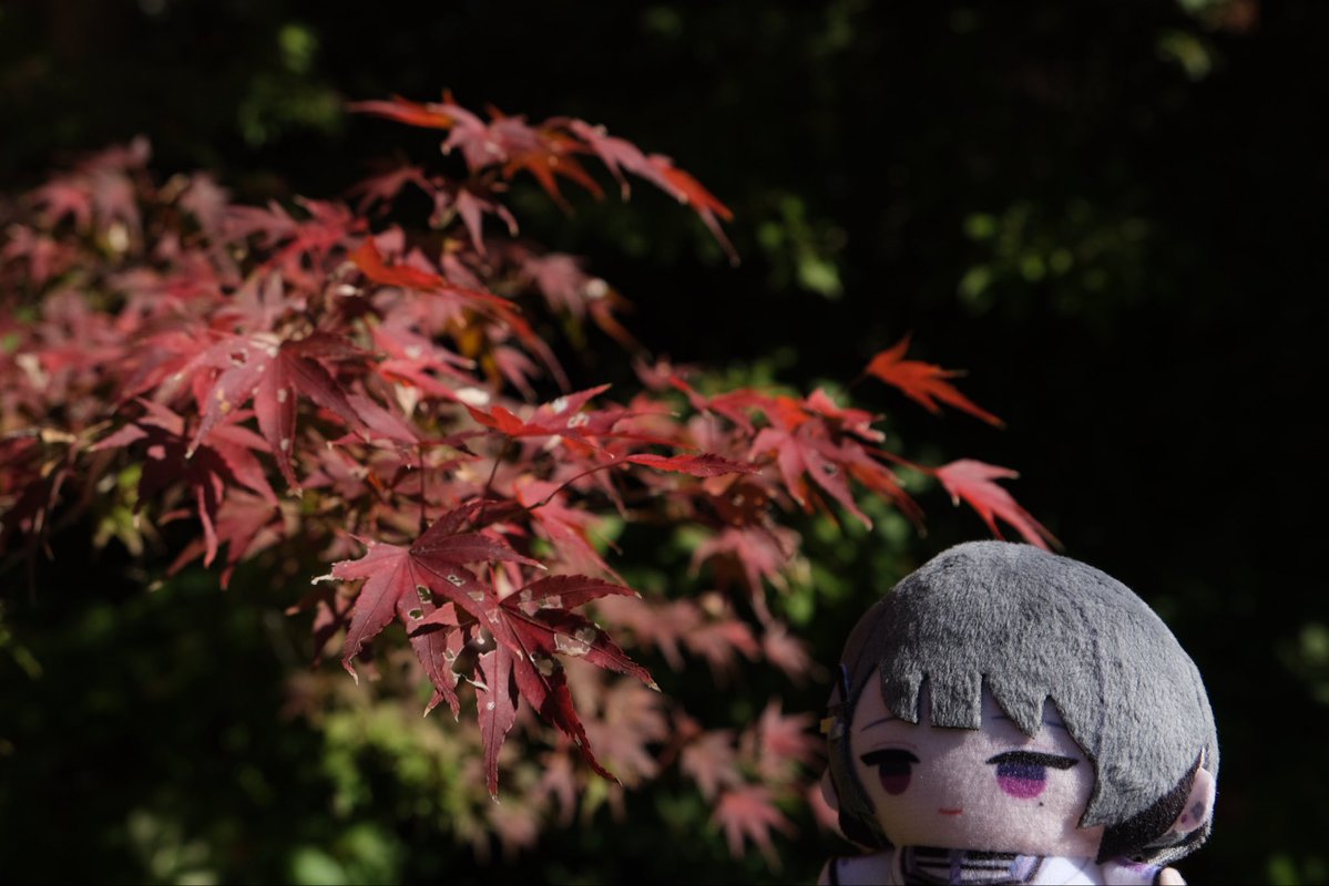 HU2434's tweet image. 【Idios &amp;amp; 緑さんとお肉・紅葉満喫旅 in三重県】 その4
途中下車した家城(いえき)駅周辺にある、「家城ライン」と呼ばれる紅葉のスポット。
紅葉が面白いのは、赤、橙、黄、緑、紫と様々な色のショーが同時に繰り広げられる点。
#しーちゃんみてみてっ
#つぶやきろこ
#石神のぞいて
#緑仙はやく見ろ