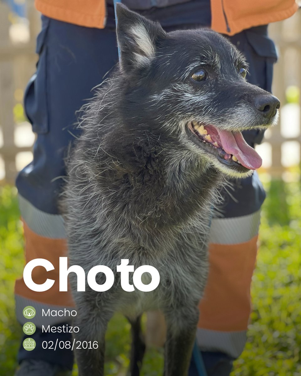 SosAbuelos1's tweet photo. #Zaragoza
Este chiquitín tan bello de 9 años es #CHOTO ― también conocido como MENTA 😊 ―
Es un canijo con mucha energía y un carácter muy simpático. De esos perros que les encanta saludar a todo el mundo.
¡Dale un hogar!
Contacto: 976 72 62 72 (l-s de 10:30 a 13 h) // centroproteccionanimal@zaragoza.es
Si quieres conocerlo...
🔗 𝐂𝐢𝐭𝐚 𝐩𝐫𝐞𝐯𝐢𝐚; https://t.co/falo6aprXl 👇
centroproteccionanimal@zaragoza.es