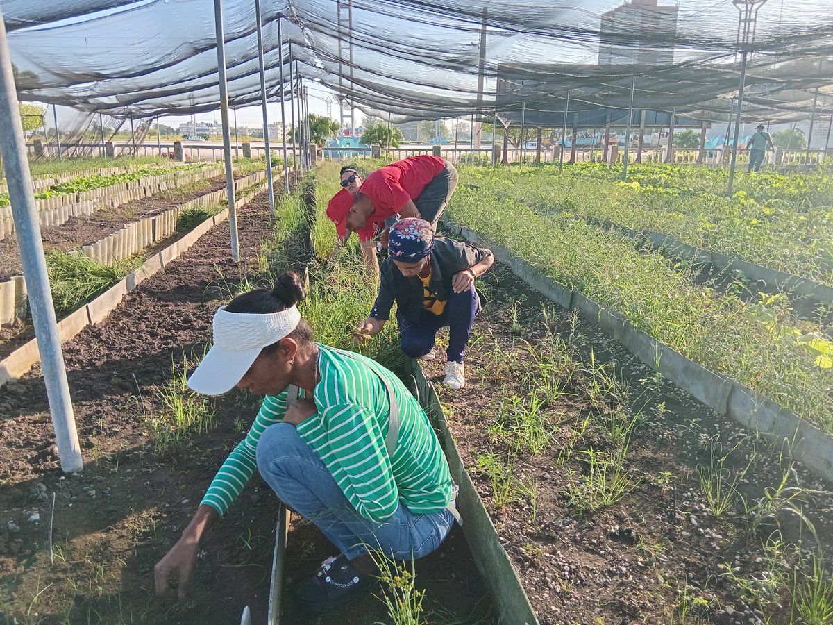 SucelF1's tweet image. Desde #Bayamo nuestro pueblo  recuerda el aniversario 66 del primer trabajo voluntario iniciado por el Che y lo hacemos desde el organopónico Plaza de la Patria en esta ciudad.
#UnidosXCuba 
#MiMóvilEsPatria 
@Colina_CTCuba