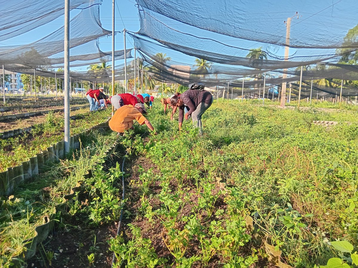 SucelF1's tweet image. Desde #Bayamo nuestro pueblo  recuerda el aniversario 66 del primer trabajo voluntario iniciado por el Che y lo hacemos desde el organopónico Plaza de la Patria en esta ciudad.
#UnidosXCuba 
#MiMóvilEsPatria 
@Colina_CTCuba