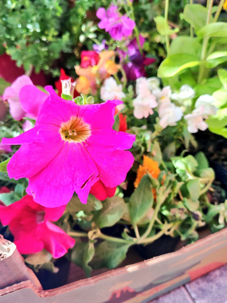 Vieron que cuando me angustio, frustro y no puedo con la vida, sus demandas y de paso agreguemos, la sobrexigencia y mezquindad ajena, voy y me compro plantas?

Bueno, vean la foto y háganse una idea de como estuvieron estas semanas.