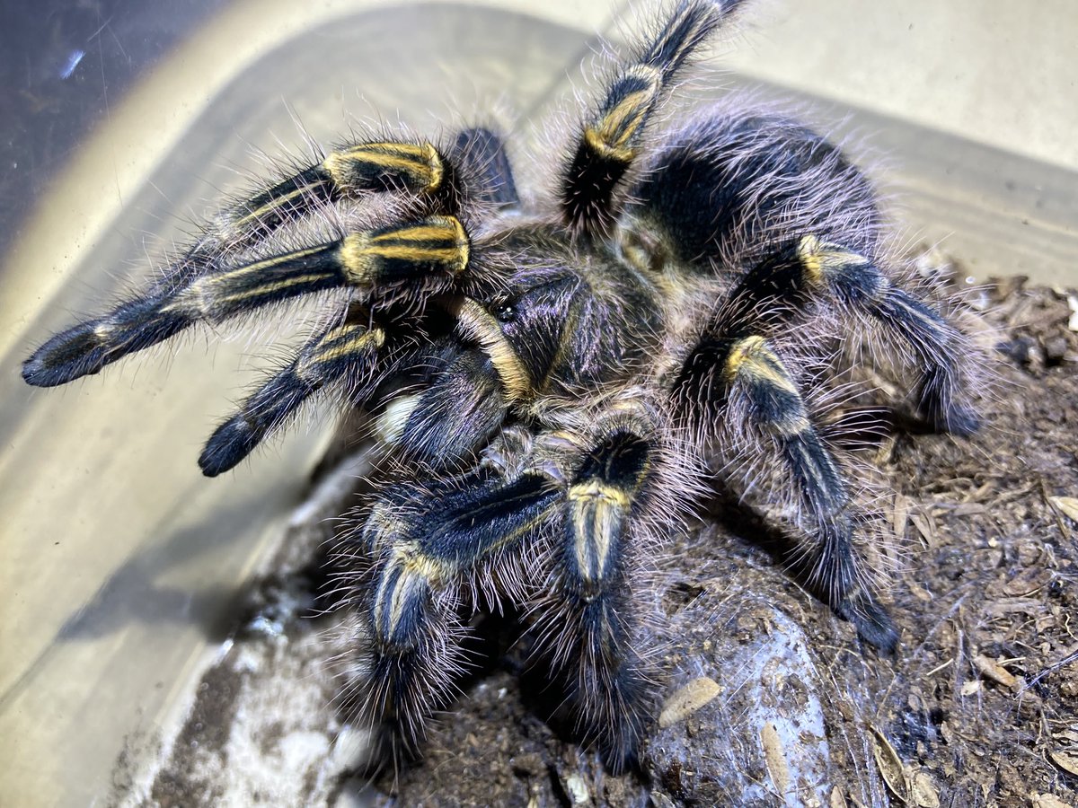 さっちゃん（感謝） さっちゃん（感謝） さっちゃん🐛🦂🕷 (@BugsLife3939) / Posts / X