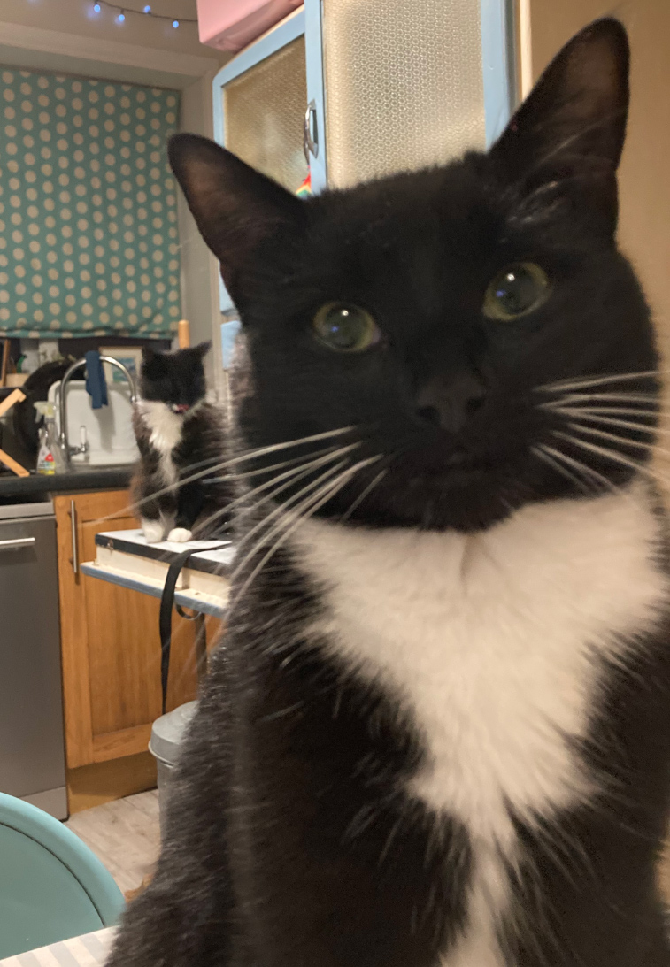 CatCall_UK's tweet image. Black and white Cat missing from Cookson Gardens Hastings, see details and contact information catcall.org.uk/lost-and-found…
#CatMissinginHastings #MissingCat #CatCall #GettingCatsHome #Caring4Cats #CatRescue #lovecats