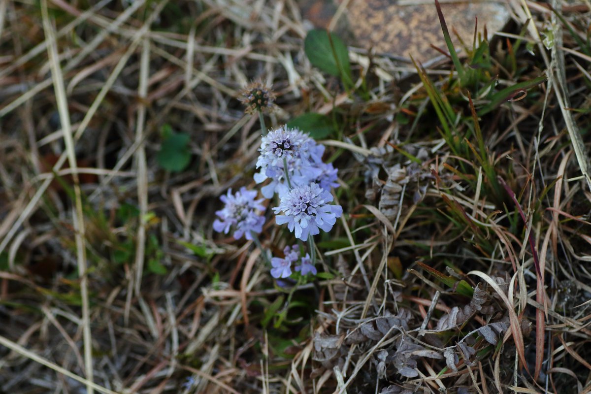 木曽路の山里、低く刈りこまれた後に咲いたマツムシソウ
すばらしい晩秋の風景