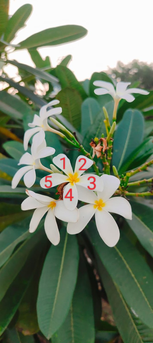 RSCRajkot's tweet image. 🌟 Just celebrated World Fibonacci Day at RSC Rajkot! 🌿 Kids &amp;amp; visitors explored Fibonacci spirals in nature &amp;amp; enjoyed photography &amp;amp; games 📸🎮 #WorldFibonacciDay #RSCRajkot #NatureMeetsMath