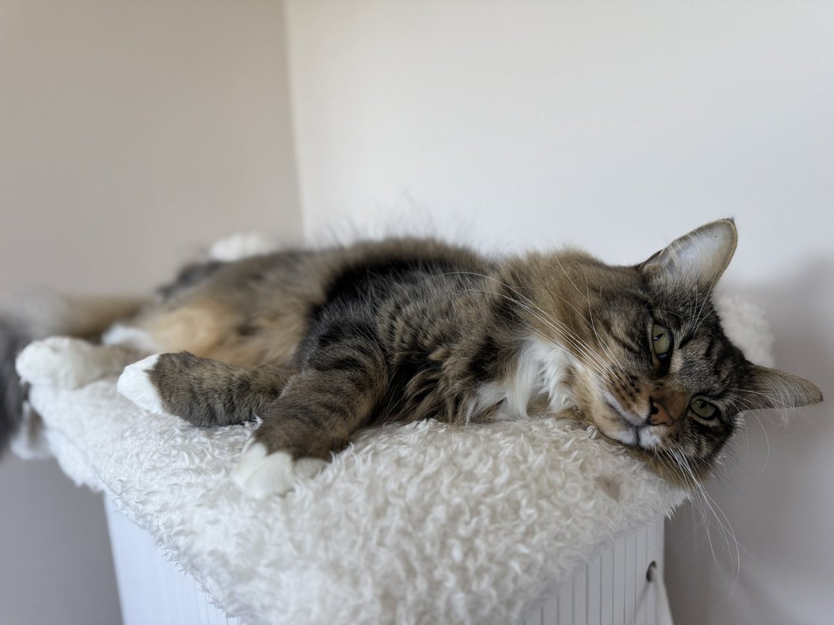 Sunday snoozing. Peace at last. 🌤️💤 #SundayVibes