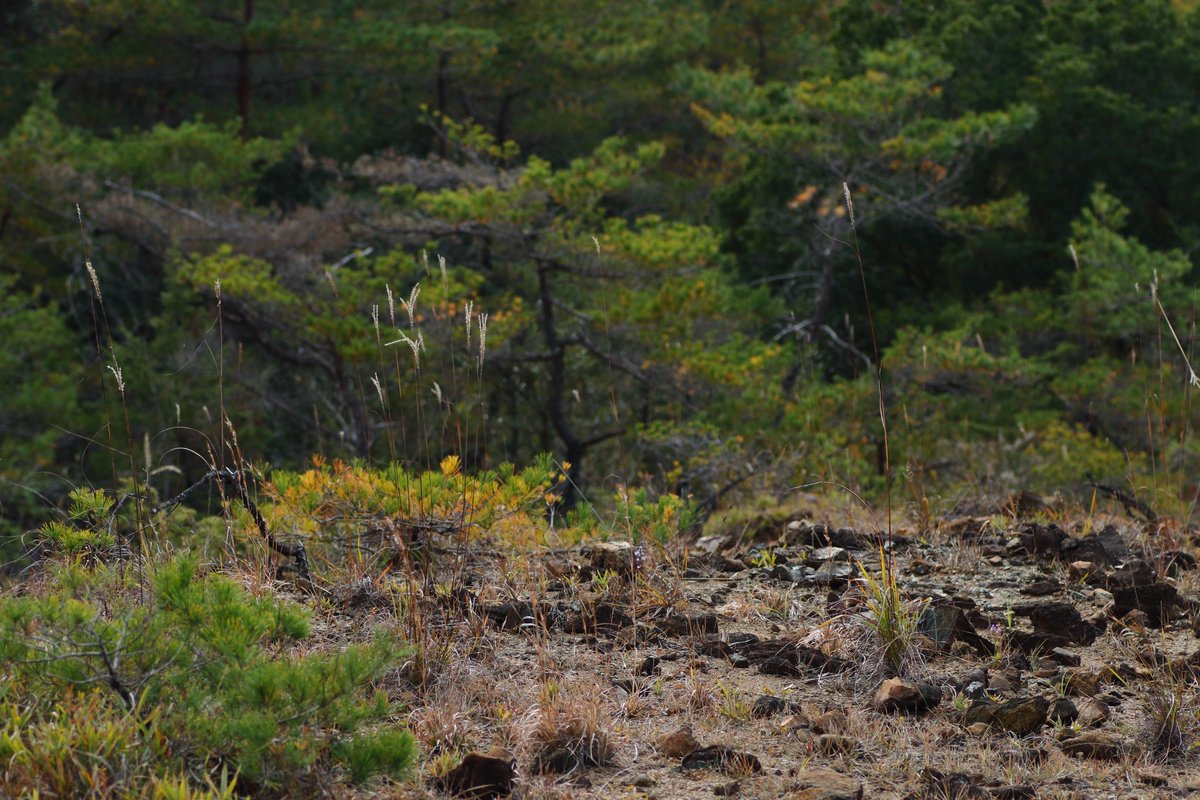 蛇紋岩地のウンヌケ
植生の発達が薄い、荒涼とした丘陵になびく様がとてもいい
