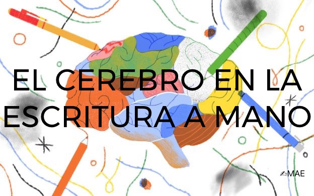 DrEscotet's tweet image. EL CEREBRO EN LA ESCRITURA A MANO

(Todos los siguientes puntos los he basado en investigaciones publicadas, lo que no implica que estén presentes en investigaciones actuales o futuras)

✍ Lo que importa no es sólo lo que escribimos, sino cómo lo escribimos, especialmente sin…