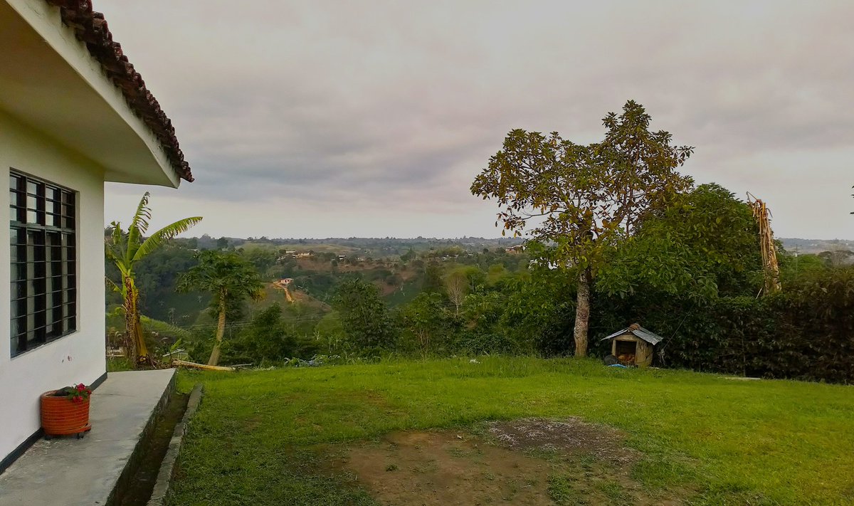 ¡Buenos días! Os saludo desde una finca cafetalera, ¡feliz domingo! ☕️🌤️