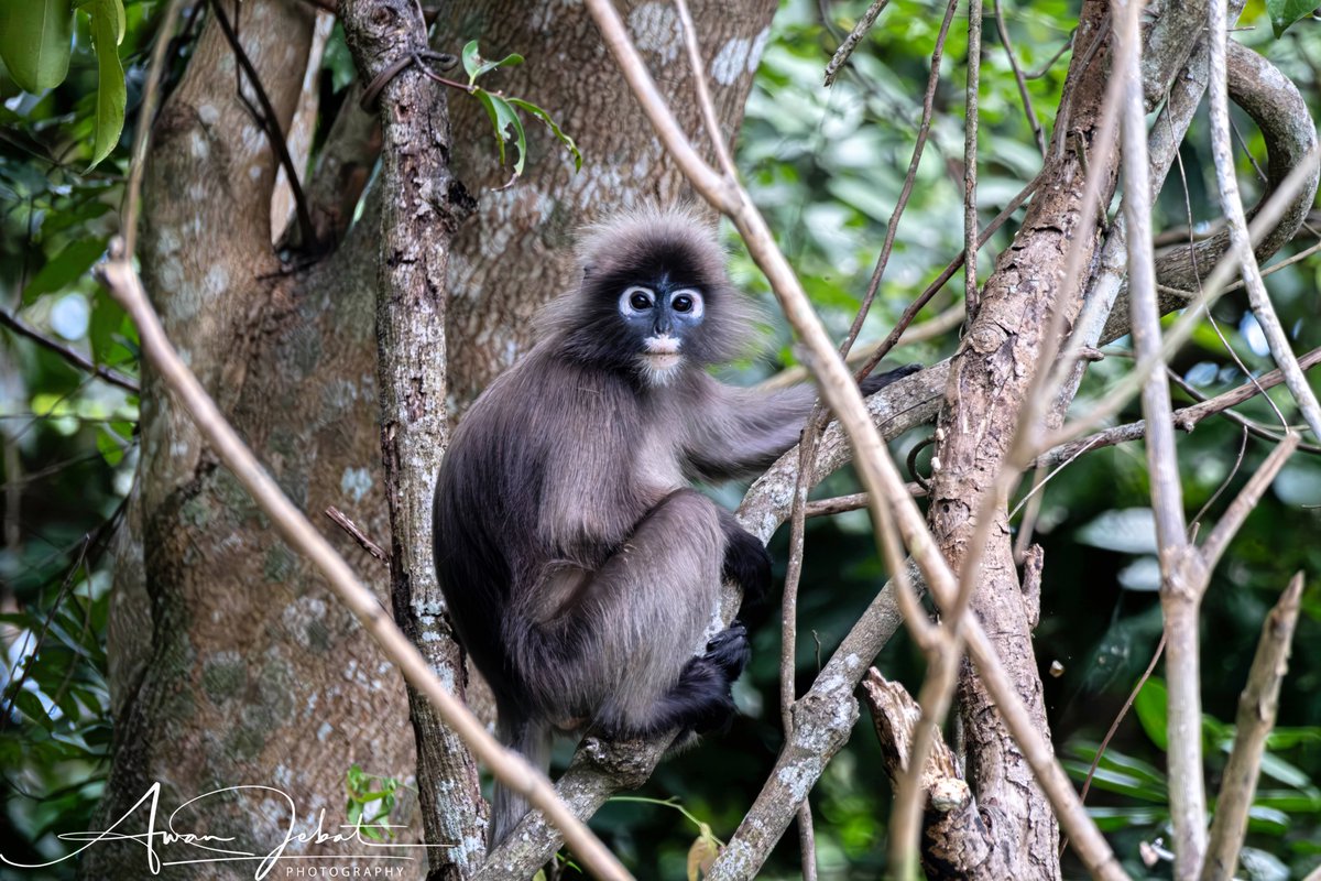 awanjebart's tweet image. Salam and hi, I’m Awan Jebat.

If you’re new here, welcome to my space.

I’m a wildlife photographer who also struggles with mental illness. Right now, I’m taking a break from photography because it started to feel overwhelming and was affecting my daily life.

I’ve received a…