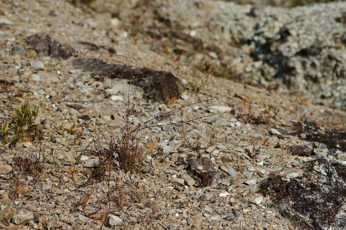 ヤナギノギク
葉はほとんど枯れ落ちてもまだまだ開花中
蛇紋岩の尾根上、特に土壌が薄い過酷な場所にトダシバ、ウンヌケ、カワラナデシコ等とともにポツポツと生育してた