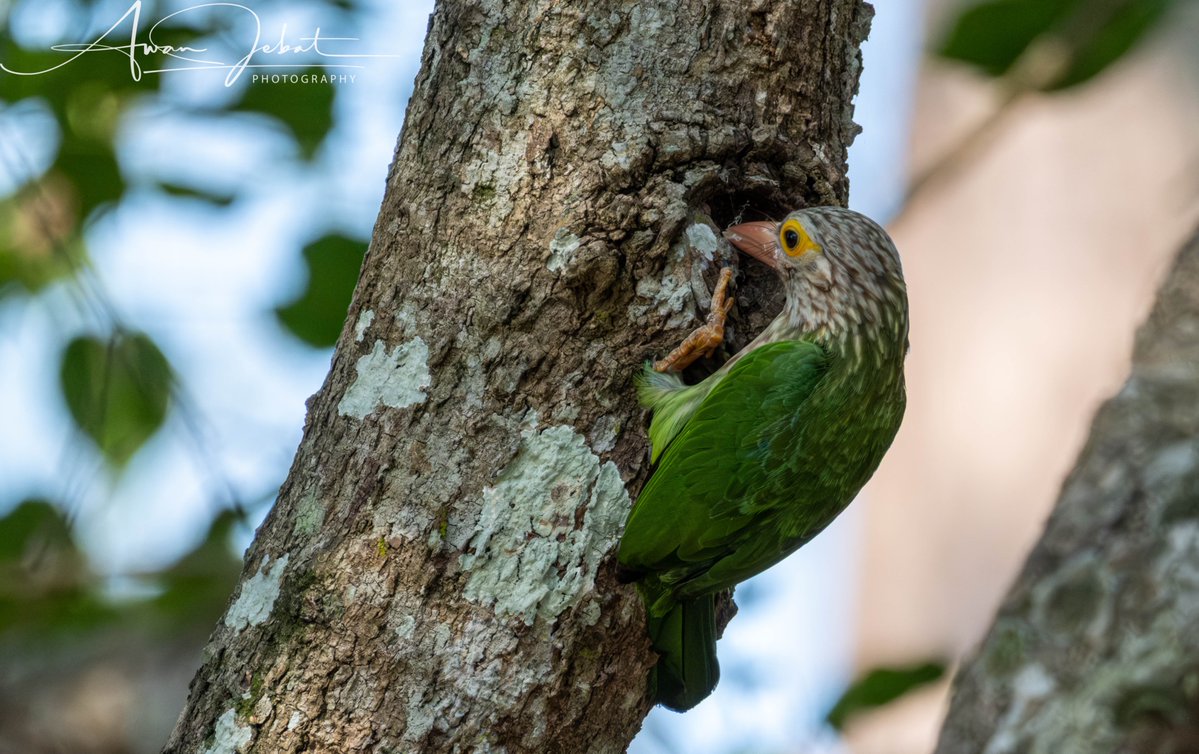 awanjebart's tweet image. Salam and hi, I’m Awan Jebat.

If you’re new here, welcome to my space.

I’m a wildlife photographer who also struggles with mental illness. Right now, I’m taking a break from photography because it started to feel overwhelming and was affecting my daily life.

I’ve received a…