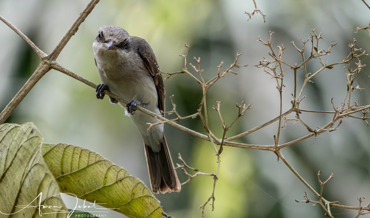 awanjebart's tweet image. Salam and hi, I’m Awan Jebat.

If you’re new here, welcome to my space.

I’m a wildlife photographer who also struggles with mental illness. Right now, I’m taking a break from photography because it started to feel overwhelming and was affecting my daily life.

I’ve received a…