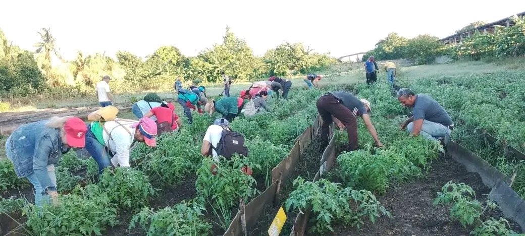 guerr74501's tweet image. Trabajadores honrando al Che, en Jornada de Trabajo Voluntario en Las Tunas, producción de alimentos. #SiPodemos
#PorLasTunasLaVictoria
