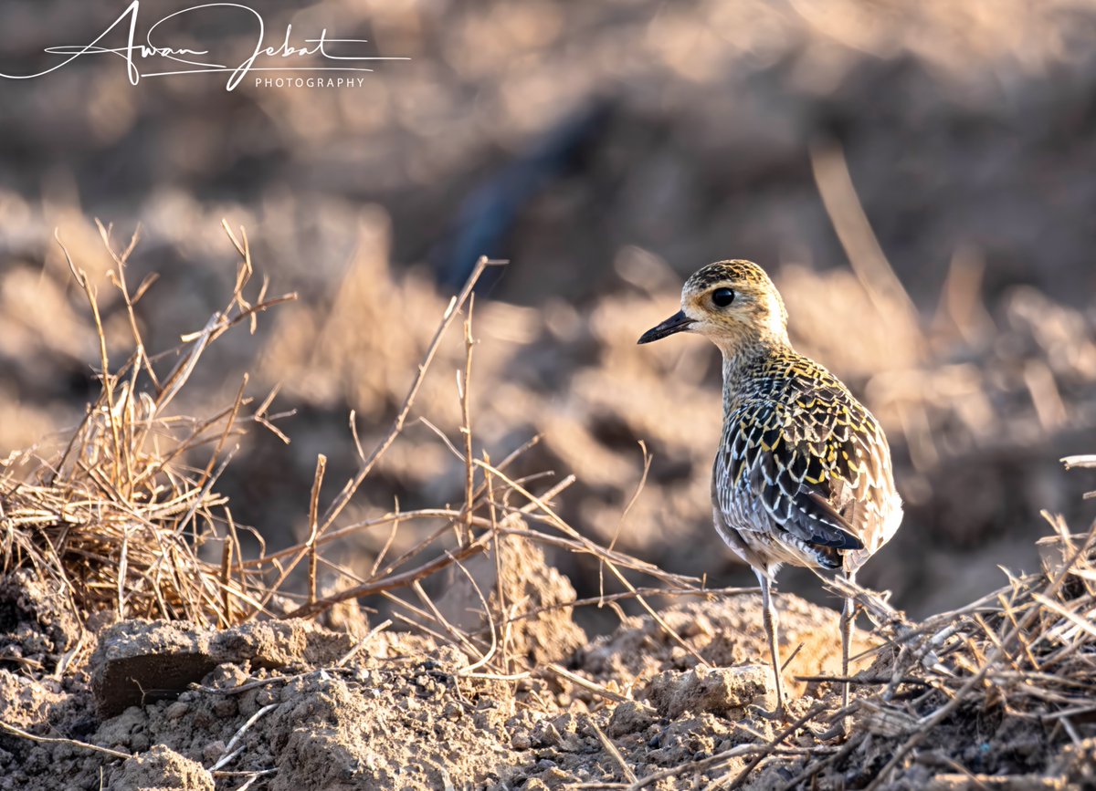 awanjebart's tweet image. Salam and hi, I’m Awan Jebat.

If you’re new here, welcome to my space.

I’m a wildlife photographer who also struggles with mental illness. Right now, I’m taking a break from photography because it started to feel overwhelming and was affecting my daily life.

I’ve received a…