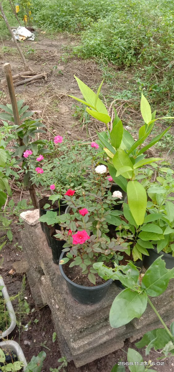 Lux en nuit tweet media