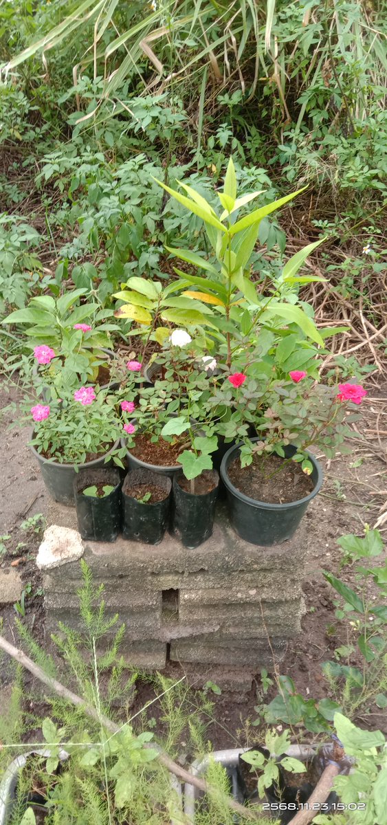 Lux en nuit tweet media