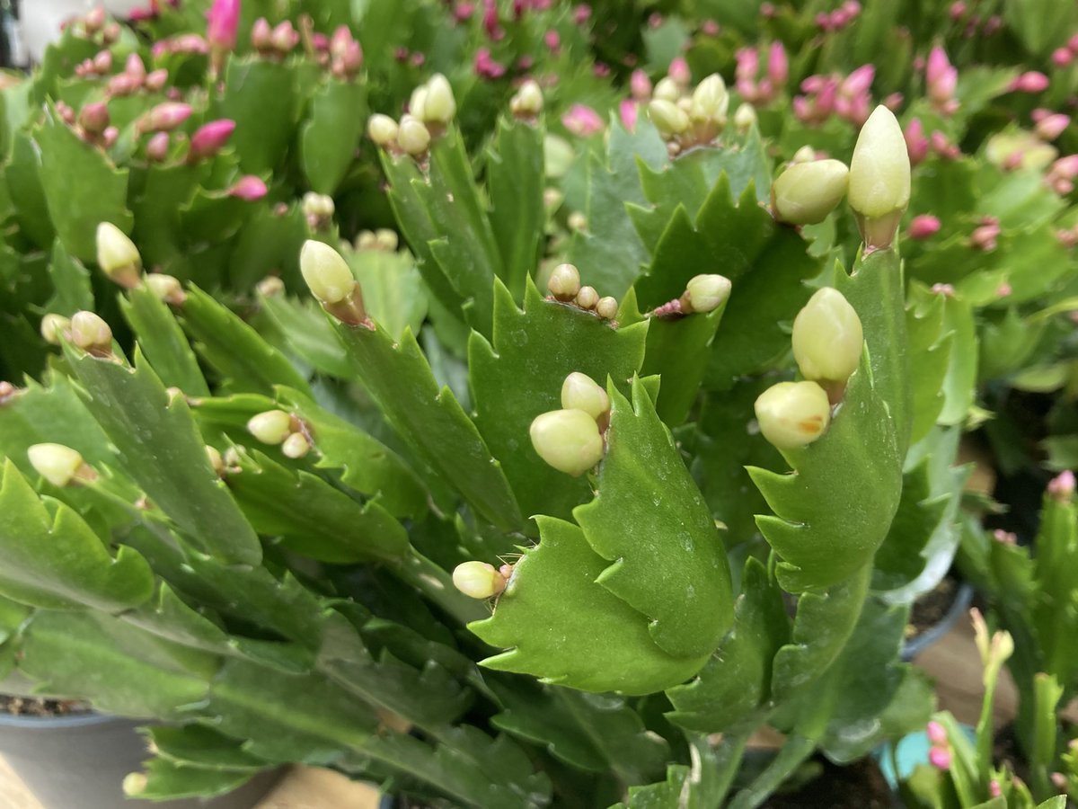 Callum Watson tweet media