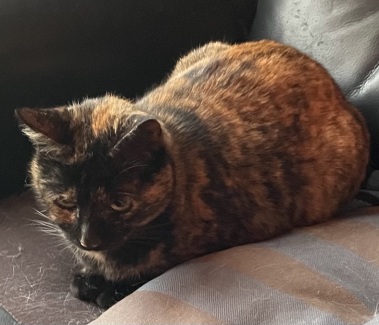 Pusi na vier jaar weer thuis.
Hoera! Ik ben benieuwd wat ze die vier jaar heeft uitgespookt en wie voor haar gezorgd heeft, in een compleet andere stad. Deelnemers van een actieve 'vermiste dieren FB-groep' daar hebben haar chip uitgelezen... Lees verder: amivedi.nl/deel-je-verhaa…