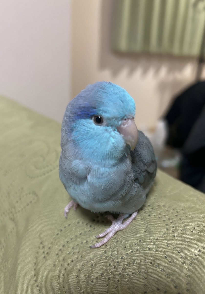 もふもふのあさぎくん
 #マメルリハ
