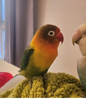 Floepsie.

Dankzij een berichtje op jullie site heb ik mijn lieve Floepsie gezond en wel teruggevonden en kunnen herenigen met haar maatje Blue.