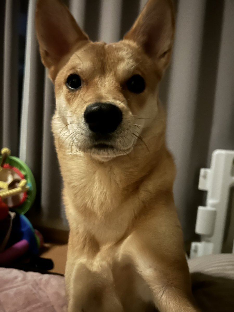 主よ、おやつの時間だ

#保護犬
#元野犬
#雑種犬