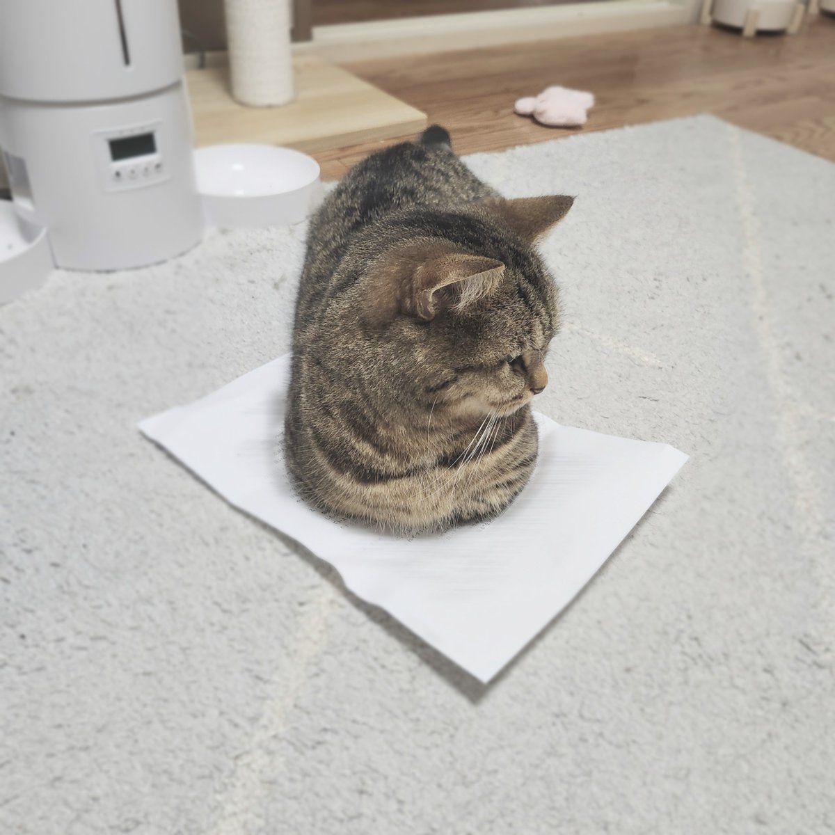 ちょっとだけ大事な書類を踏まれてるんだけど、良質な箱なので全然OKです