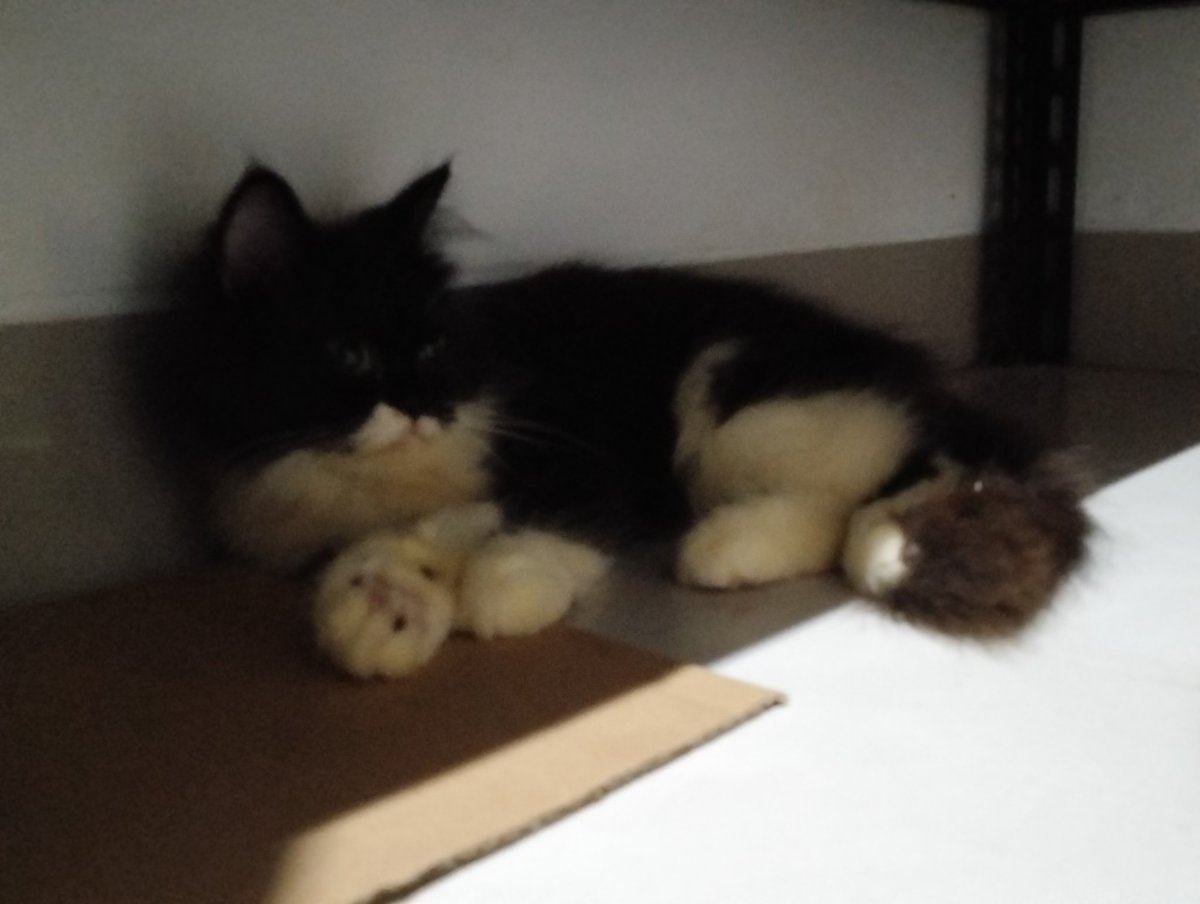 everyone say hello to Kumon