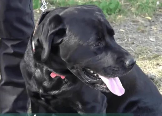 Onze (11) 😲! 

C'est le nbre d'humains qui doivent la VIE à "Black" ⬇️, ce labrador retriever de 7 ans.

C'était suite au tremblement de terre en Turquie en 2023.

Aucune machine, aucun équipement, si coûteux soit-il, n'est aussi efficace qu'un 🐕‍🦺 pour détecter l'existence d'une