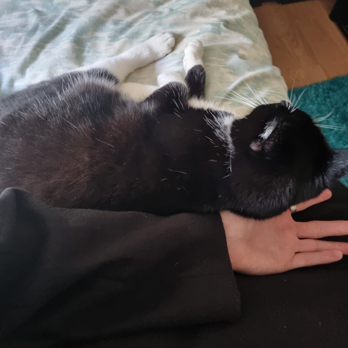 My cat wanted to gimme cuddles awww…she might be feisty but she loves me at least :3