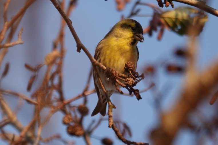 StormchaserAl tweet media