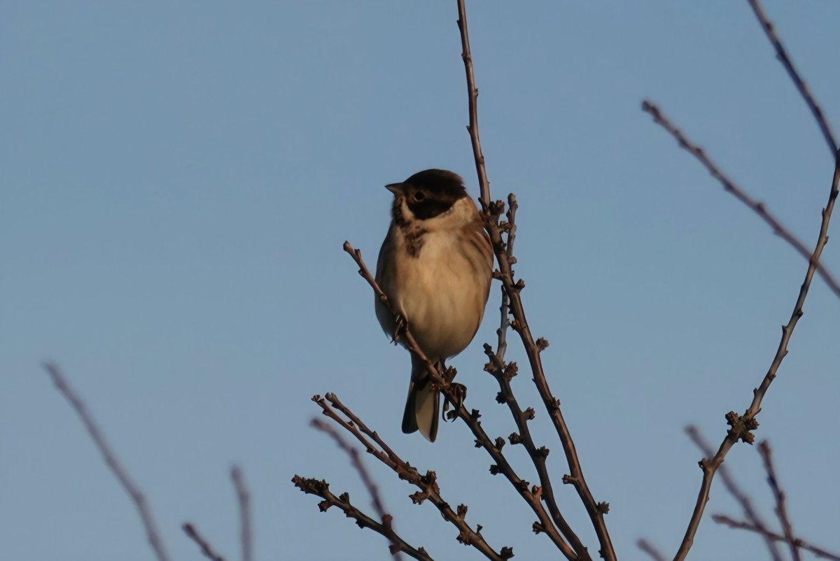 StormchaserAl tweet media