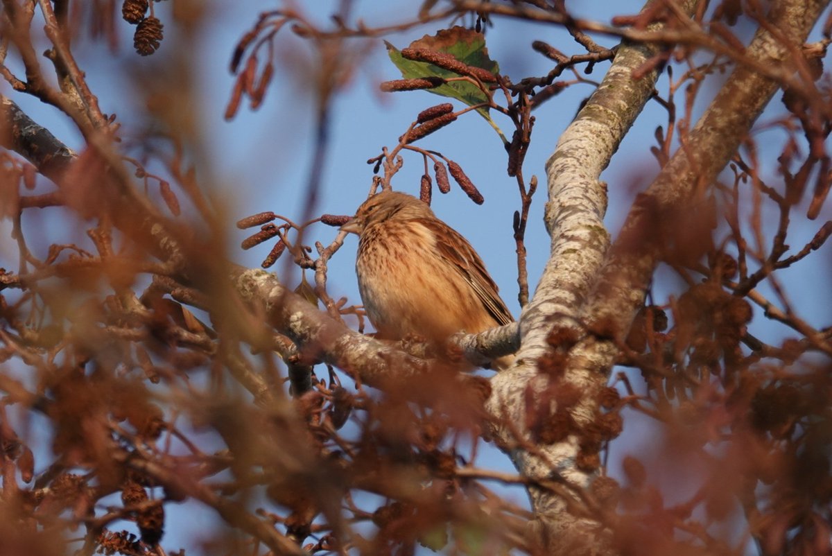 StormchaserAl tweet media