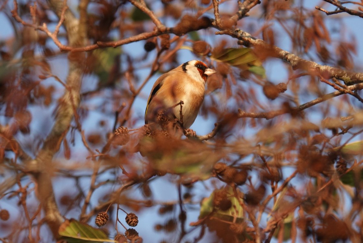 StormchaserAl tweet media