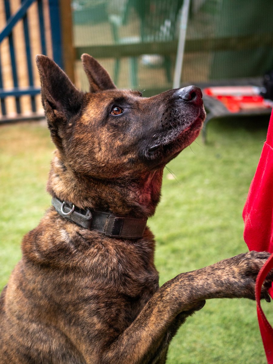 gsrescueelite's tweet image. Louis is 8yrs old and he is a retired HMP Service dog and such a lovely lad. Louis may be 8 but he is a still a big, strong lad who will need a home large breed exp 
#dogs #germanshepherd #Cornwall
gsrelite.co.uk/louis/