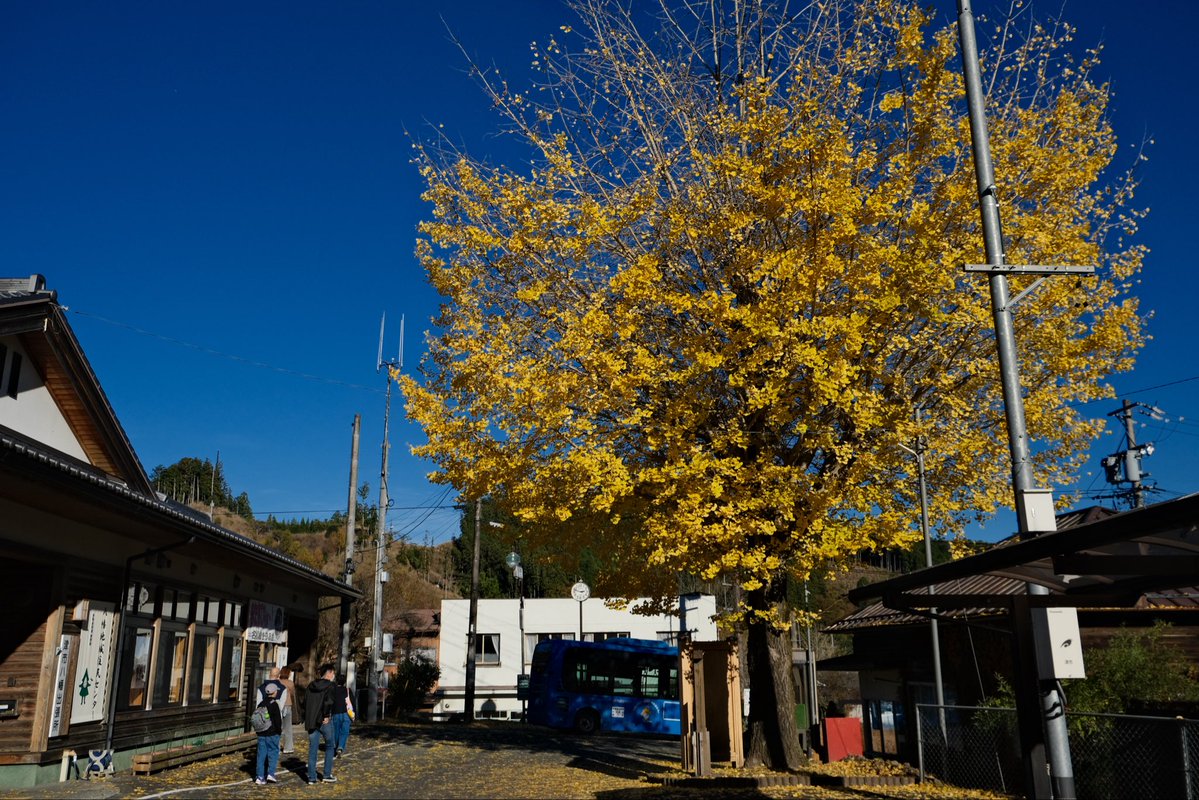 HU2434's tweet image. 【Idios &amp;amp; 緑さんとお肉・紅葉満喫旅 in三重県】 その6
名松線の終点・伊勢奥津(いせおきつ)。元々奈良県まで続く筈だった線路は、繋がることなく今に至ります。
駅前には大きなイチョウの木。散り始めてはいたけど美しいね。
#しーちゃんみてみてっ
#つぶやきろこ
#石神のぞいて
#緑仙はやく見ろ