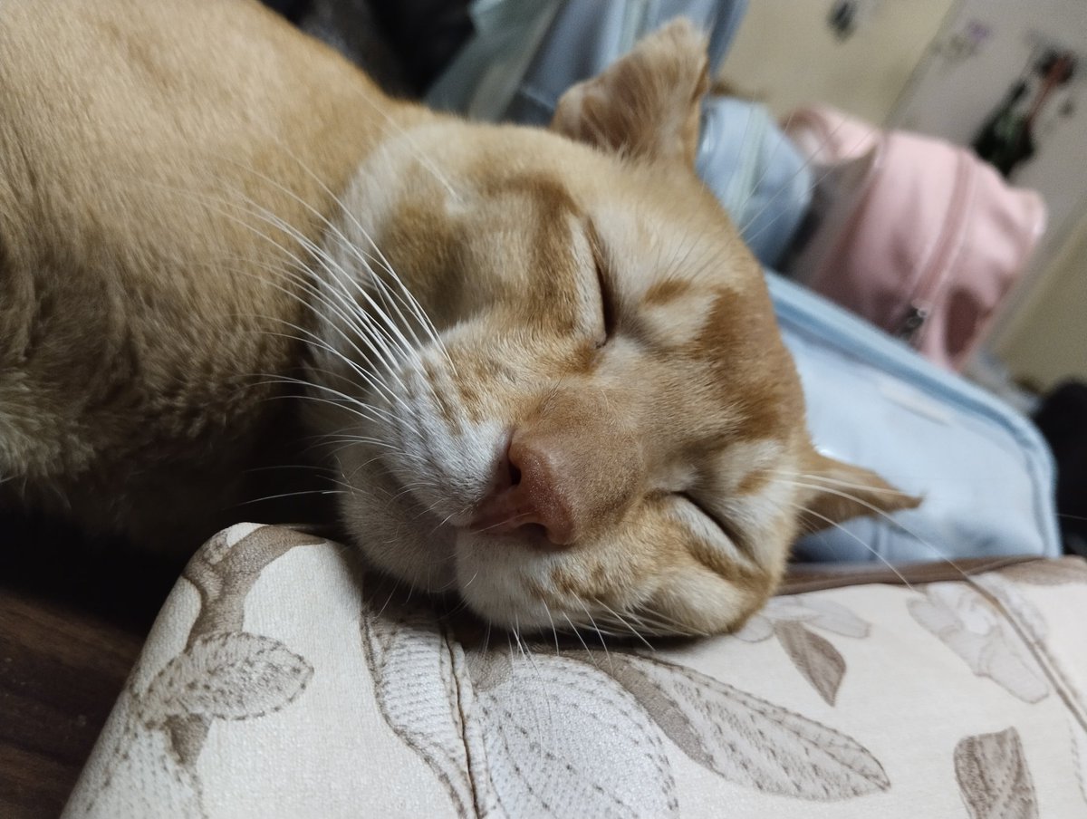 kaijenre's tweet photo. my shaylas https://t.co/umwF1oUo5K