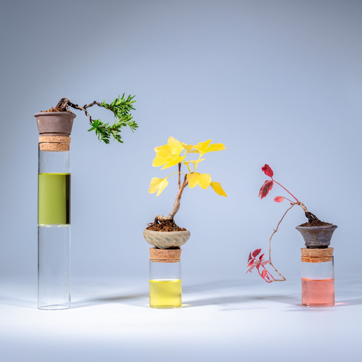 盆栽　盆栽鉢　山野草　植木鉢 初期落款 紀山 盆栽小鉢 山野草鉢 盆栽鉢 植木鉢 ミニ盆栽 盆栽