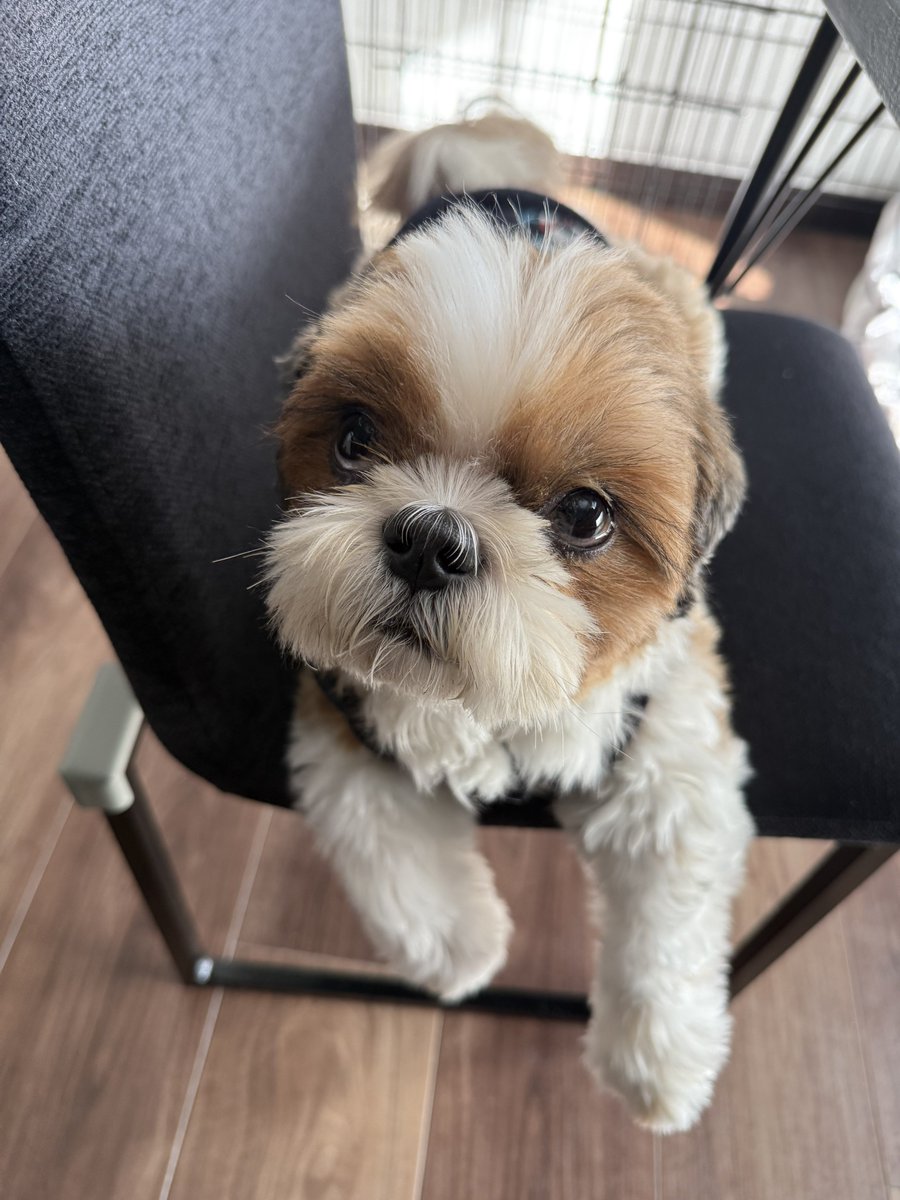 シーズーのメイくん。🐶 (@may210531) / Posts / X