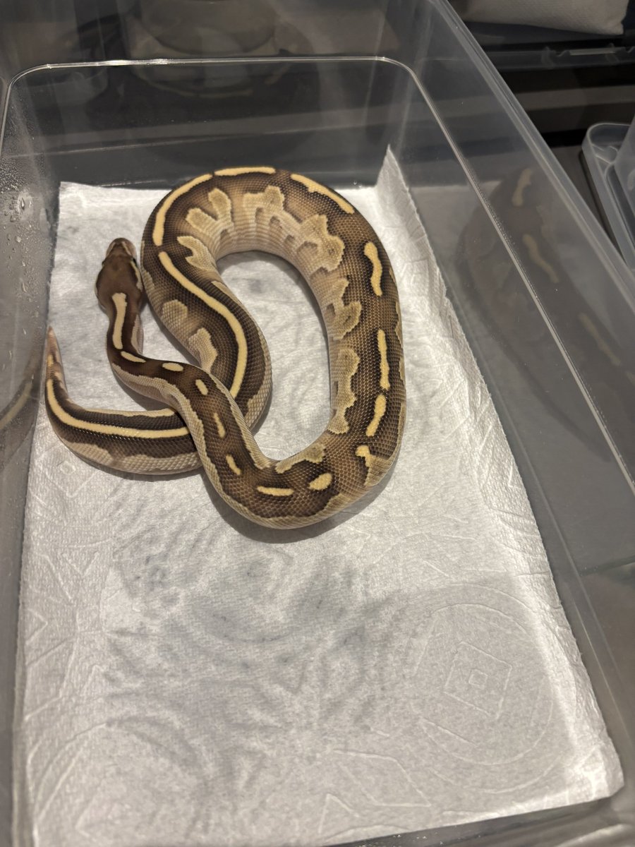 na___Python's tweet image. メンテ！
いい感じにムチムチになってきた🔥