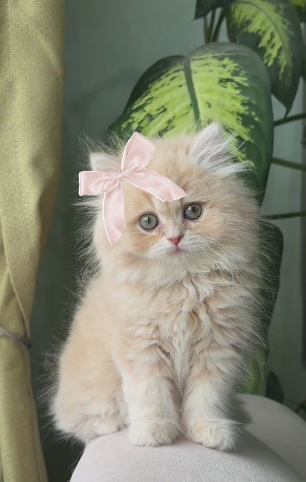 smile4me2k5's tweet image. KILAA.U22.H1H212.11.KL19