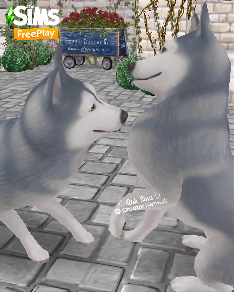 Rih_Sims's tweet image. 🇧🇷“Cumprimentos e saudações caninas”

O melhor amigo do teu Sim está a ganhar novos comportamentos autónomos!
Quando vários cães adultos estão no mesmo local, eles podem realizar uma dessas novas interações!

🇺🇸“Canine Greetings and Salutations”

Your Sim’s best friend is getting…