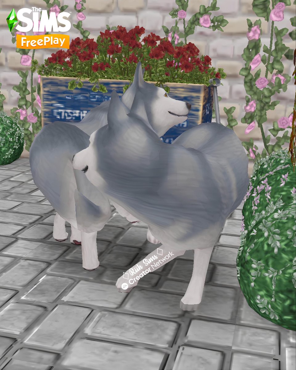 Rih_Sims's tweet image. 🇧🇷“Cumprimentos e saudações caninas”

O melhor amigo do teu Sim está a ganhar novos comportamentos autónomos!
Quando vários cães adultos estão no mesmo local, eles podem realizar uma dessas novas interações!

🇺🇸“Canine Greetings and Salutations”

Your Sim’s best friend is getting…