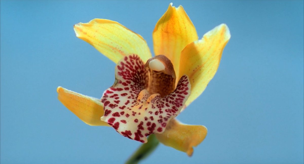 mubi's tweet image. Guess the film.