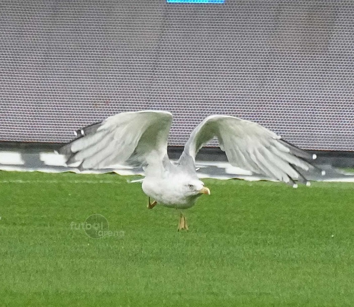 Beşiktaş-Samsunspor maçında stada gelen martı, bacağında problem sebebiyle sahadan çıkamadı. Sağlık ekibi tedavisini yaptı. Maç bu nedenle birkaç dakika geç başladı.